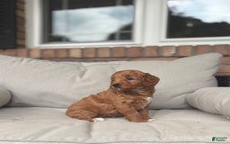 Goldendoodle dogs for sale: Lanie - Image 10