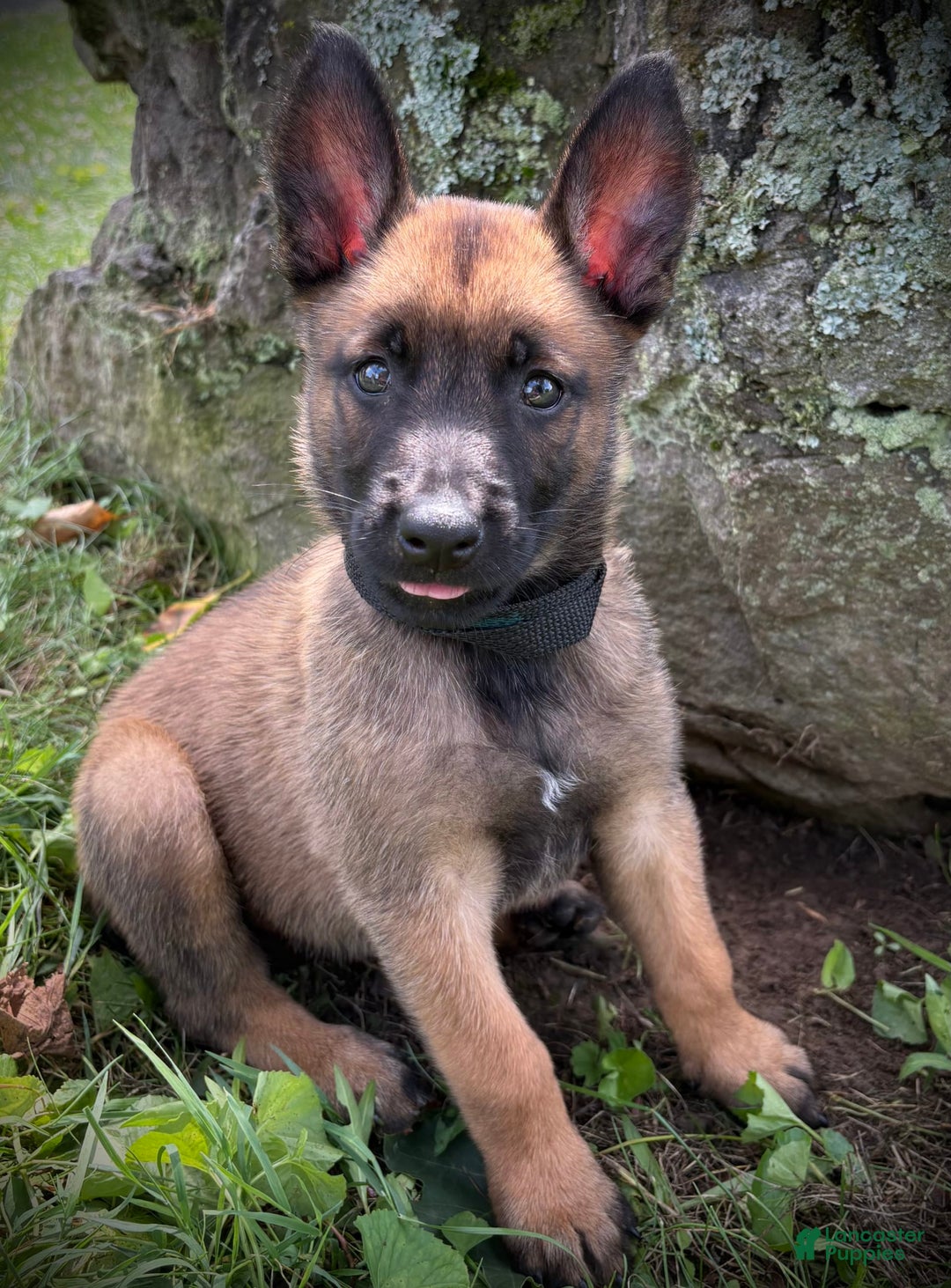 Belgian Malinois dogs for sale: Orla - Image 4