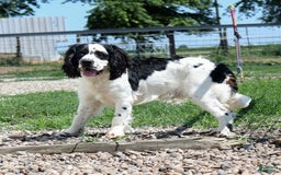 Saint Berdoodles dogs for sale: Buddy - Image 15