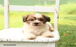 Havanese dogs for sale: Buddy - Image 2