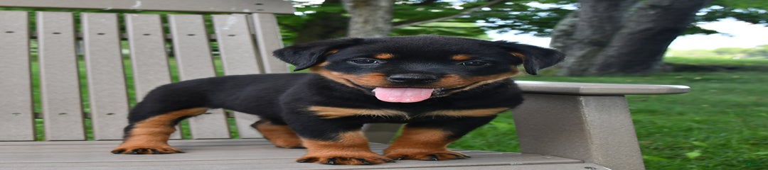 Molly