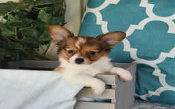 Papillon dogs for sale: Badger - Image 4