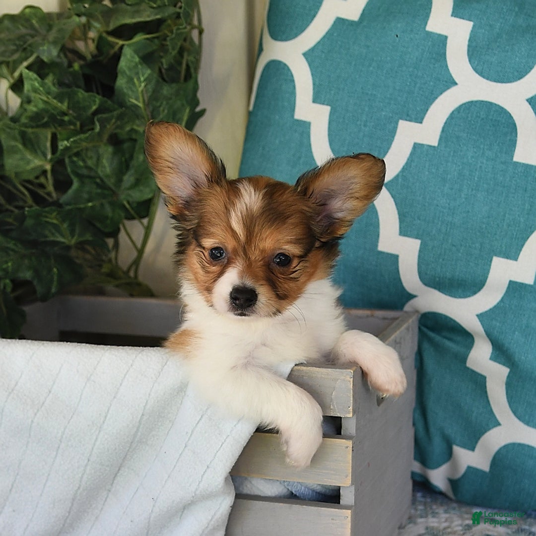 Papillon dogs for sale: Badger - Image 4
