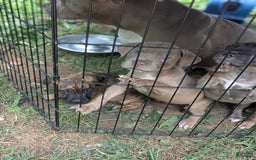 Cane Corso dogs for sale: Brownie - Image 1