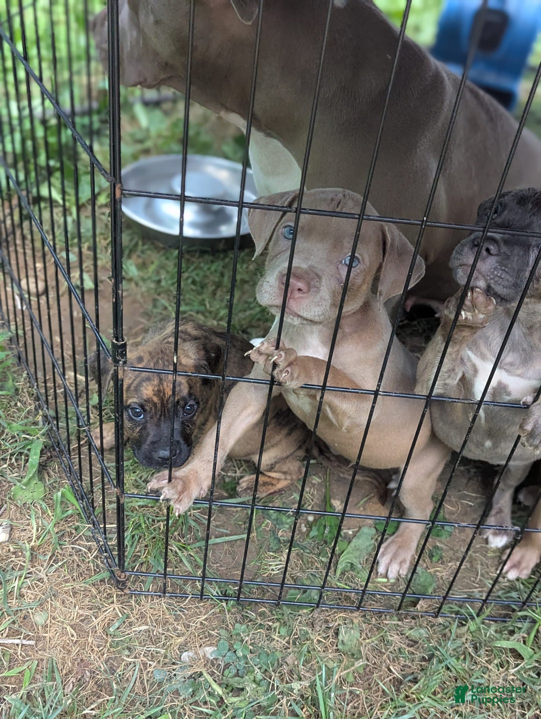Cane Corso dogs for sale: Brownie - Image 1