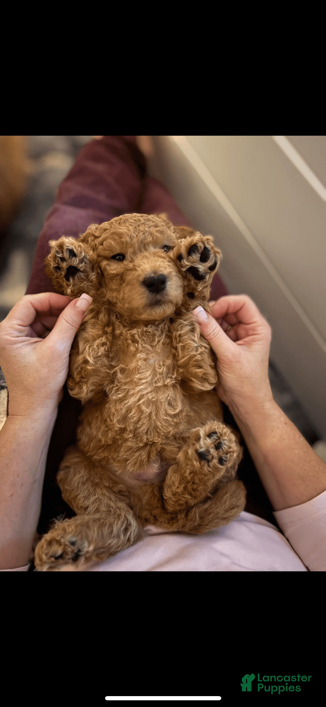 Goldendoodle dogs for sale: Coda - Image 4