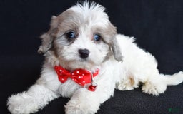 Havapoo dogs for sale: Maverick - Image 3