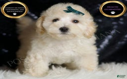 Maltipoo dogs for sale: Mochi - Image 1