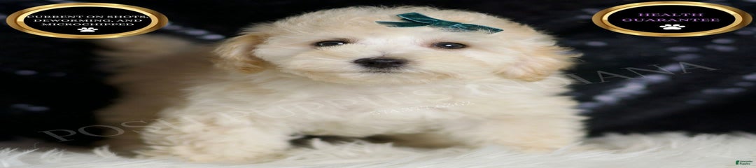 Mochi