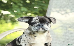 French Bulldog dogs for sale: Donut - Image 5