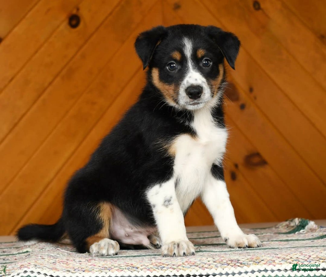Australian Shepherd dogs for sale: August - Image 2