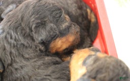 Airedale Terrier dogs for sale: Anchor - Image 2