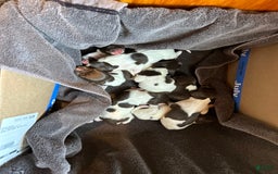 German Shorthaired Pointer dogs for sale: German Shorthaired Pointer 6 puppies - Image 25