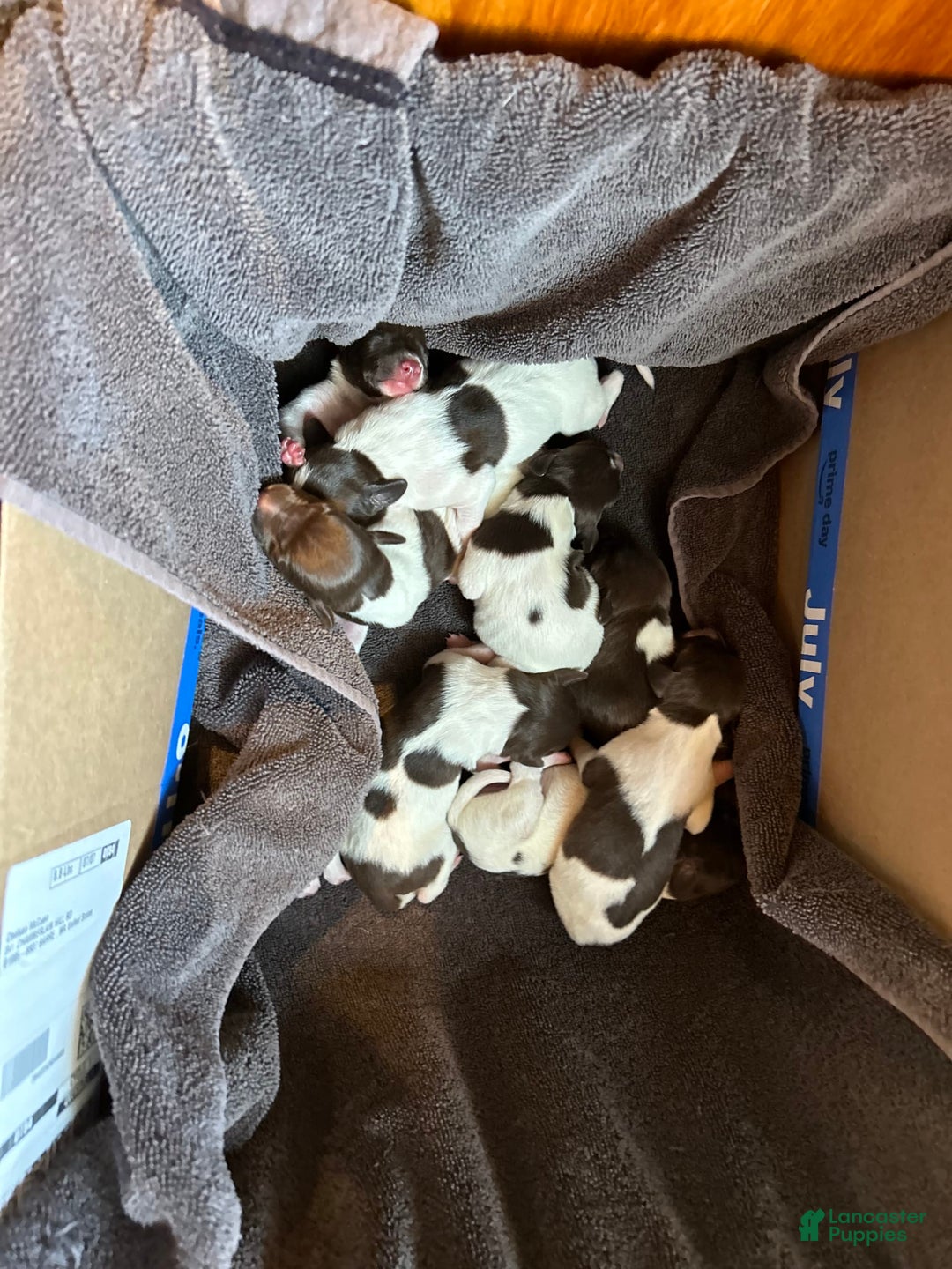 German Shorthaired Pointer dogs for sale: German Shorthaired Pointer 6 puppies - Image 25