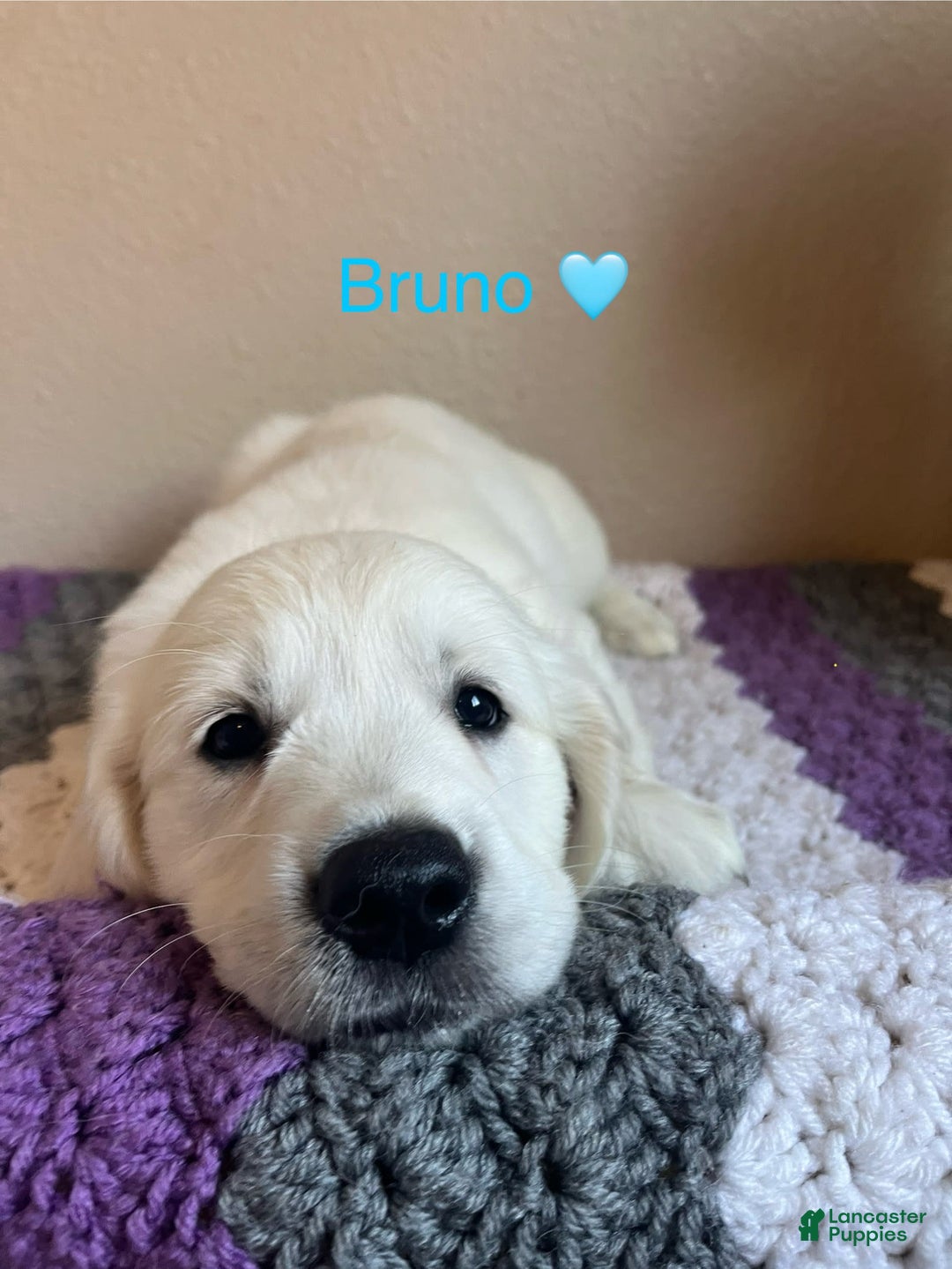 Golden Retriever dogs for sale: Bruno - Image 2
