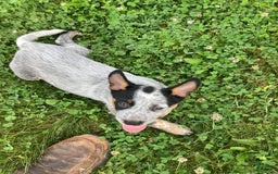 Australian Cattle Dog dogs for sale: Ted - Image 2