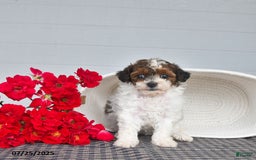 Lhasapoo dogs for sale: Sugar - Image 5