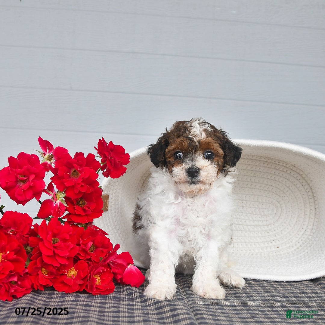 Lhasapoo dogs for sale: Sugar - Image 5