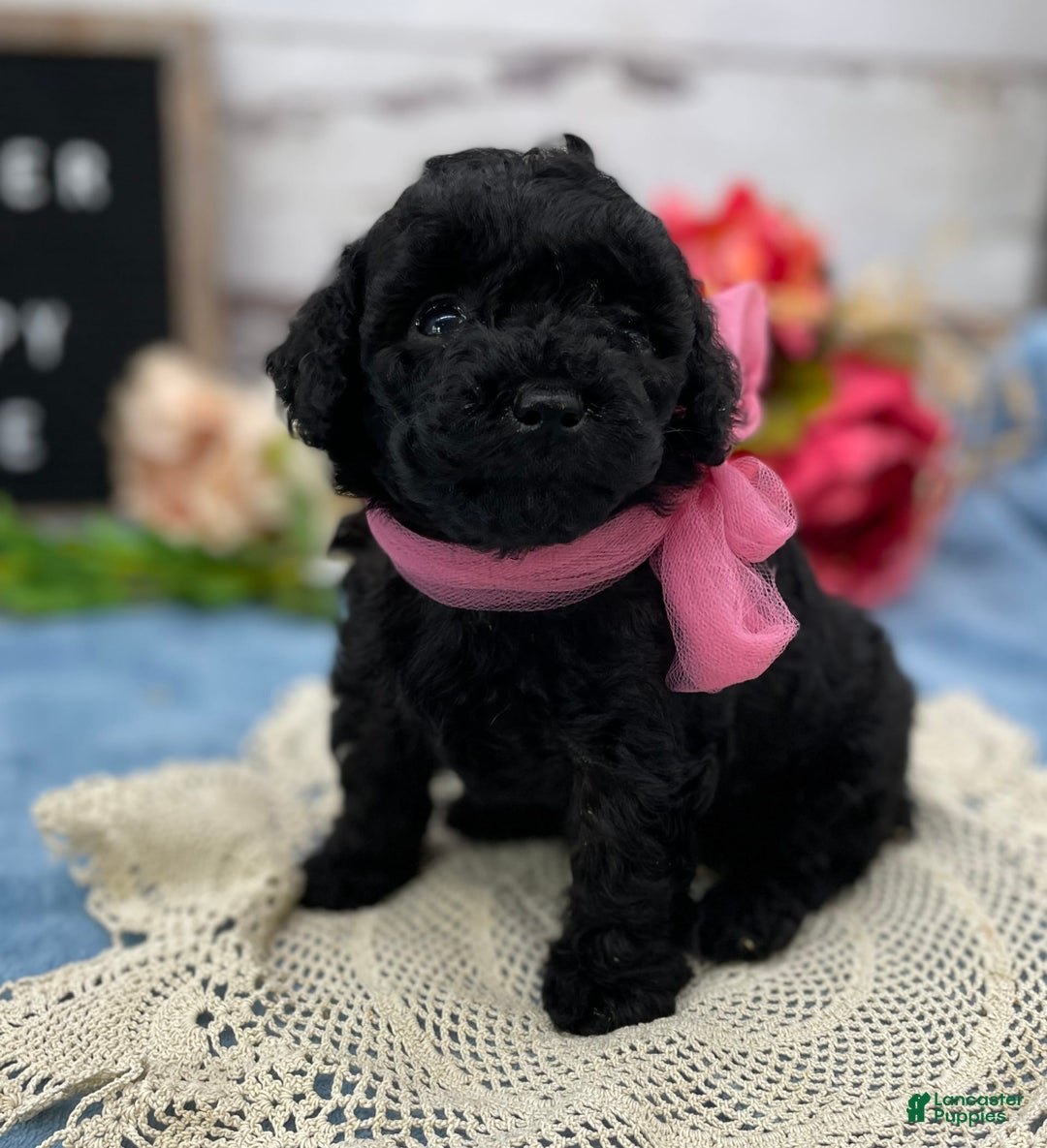 Miniature Poodle dogs for sale: Tasha - Image 8