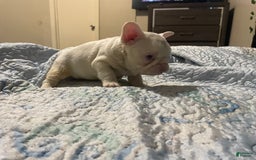 French Bulldog dogs for sale: Yang - Image 3