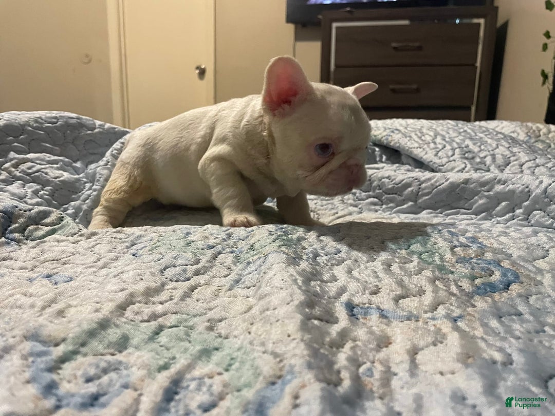 French Bulldog dogs for sale: Yang - Image 3