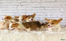 Welsh Corgi Pembroke dogs for sale: Lyla - Image 15