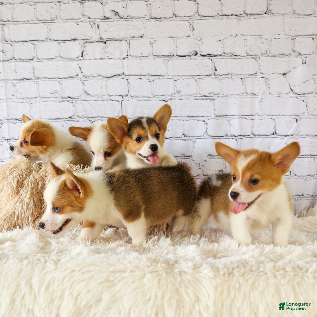 Welsh Corgi Pembroke dogs for sale: Lyla - Image 15