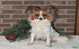 Papillon dogs for sale: Shadow - Image 4