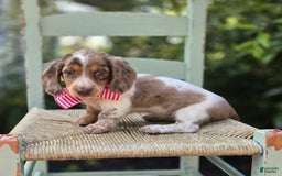 Miniature Dachshund dogs for sale: Sweets - Image 7