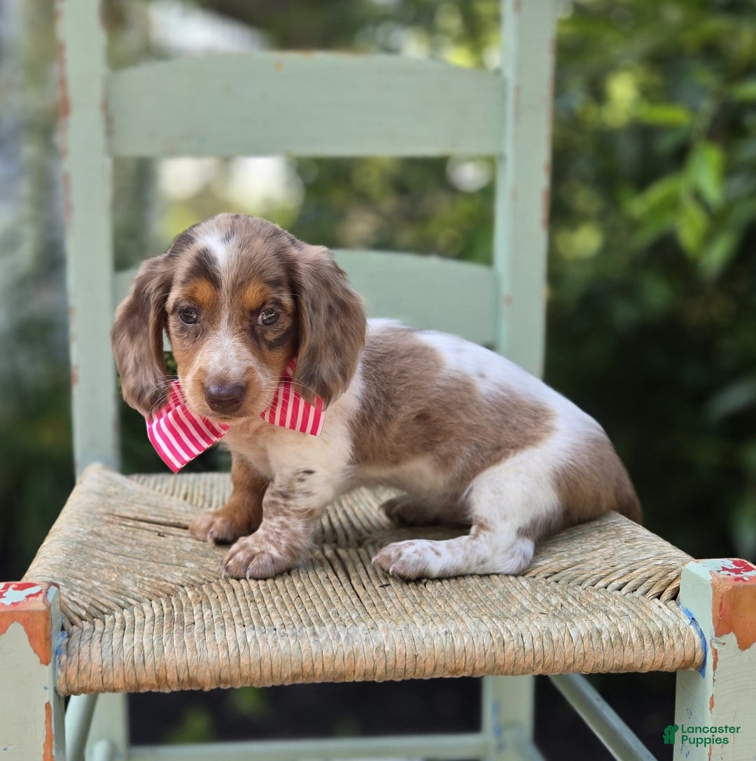 Miniature Dachshund dogs for sale: Sweets - Image 7