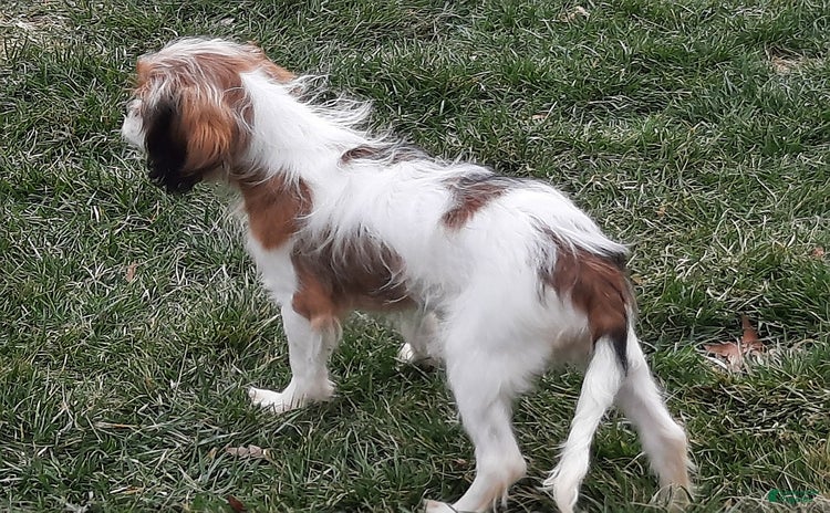 Cavapoo dogs for sale - Ad 3