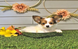 Papillon dogs for sale: Brett - Image 7