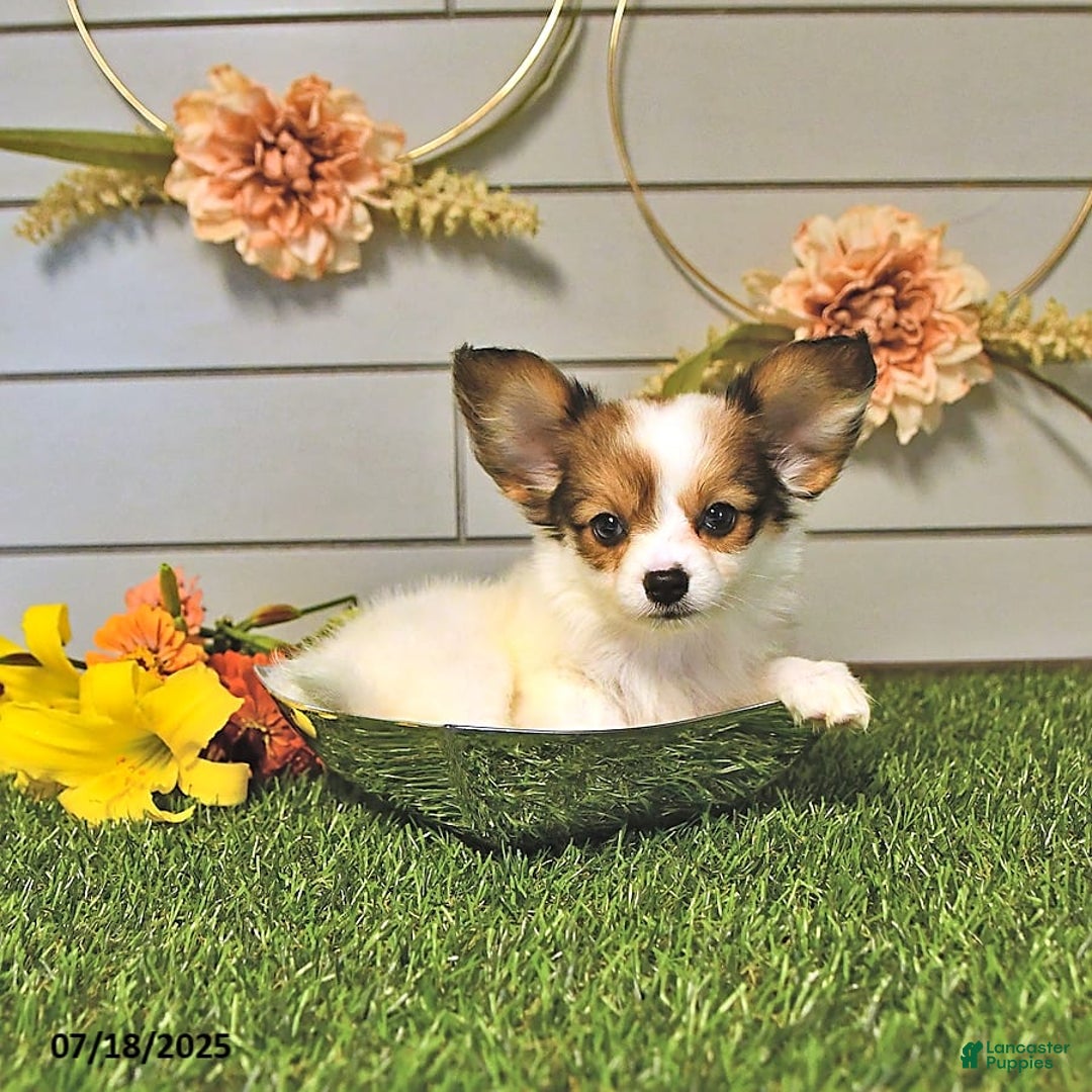 Papillon dogs for sale: Brett - Image 7
