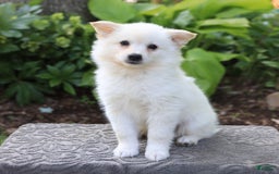 American Eskimo dogs for sale: Skipper - Image 1