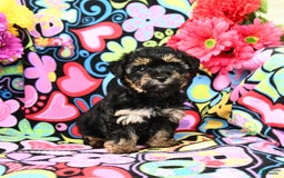Yorkiepoo dogs for sale: Zoey - Image 2