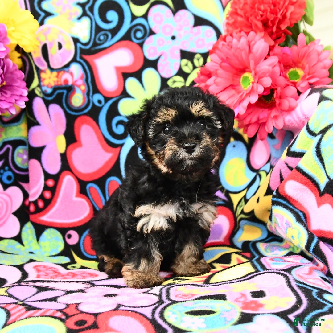Yorkiepoo dogs for sale: Zoey - Image 2