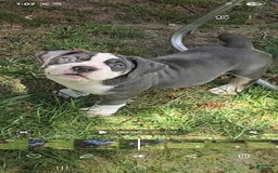 Olde English Bulldogge dogs for sale: Daisy - Image 2
