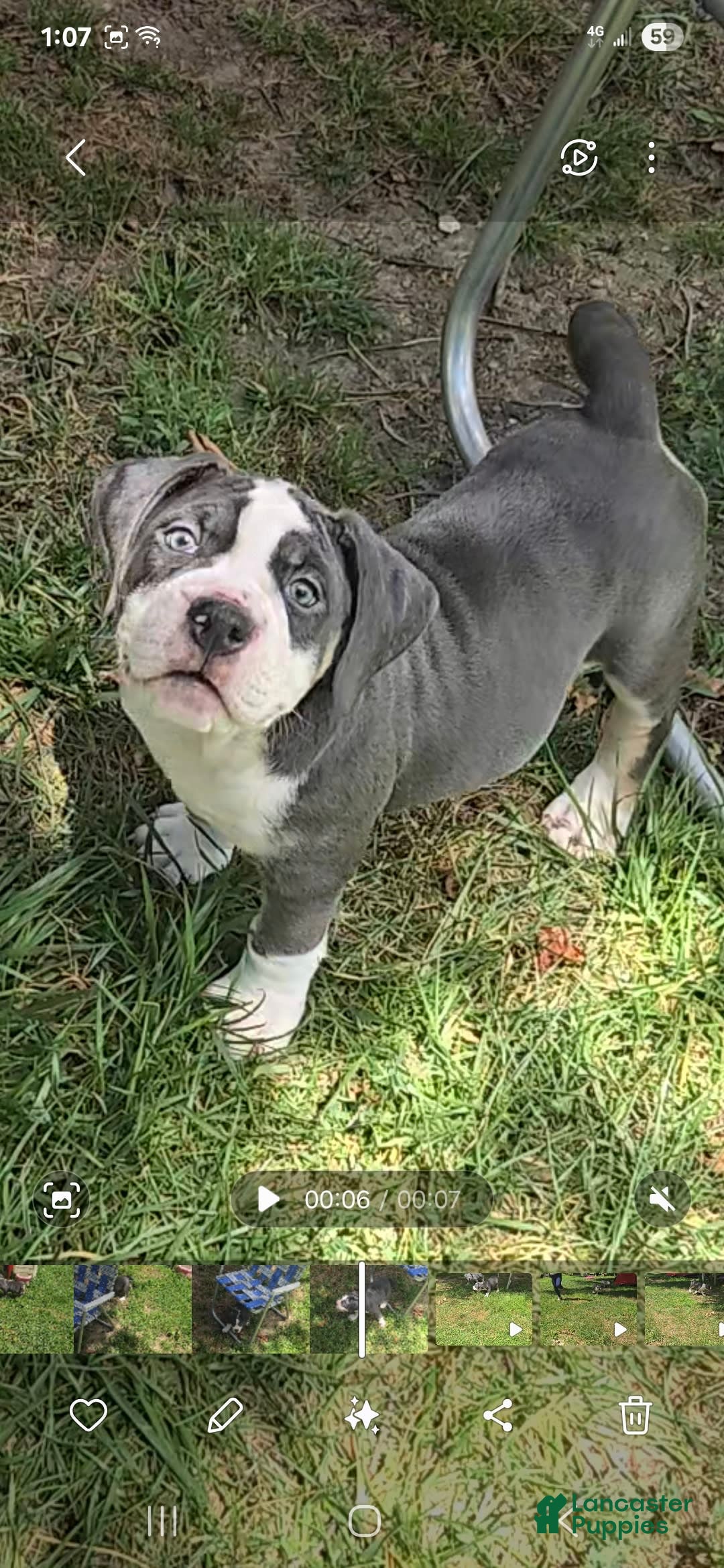 Olde English Bulldogge dogs for sale: Daisy - Image 2