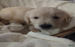 Golden Retriever dogs for sale: Charlie - Image 1