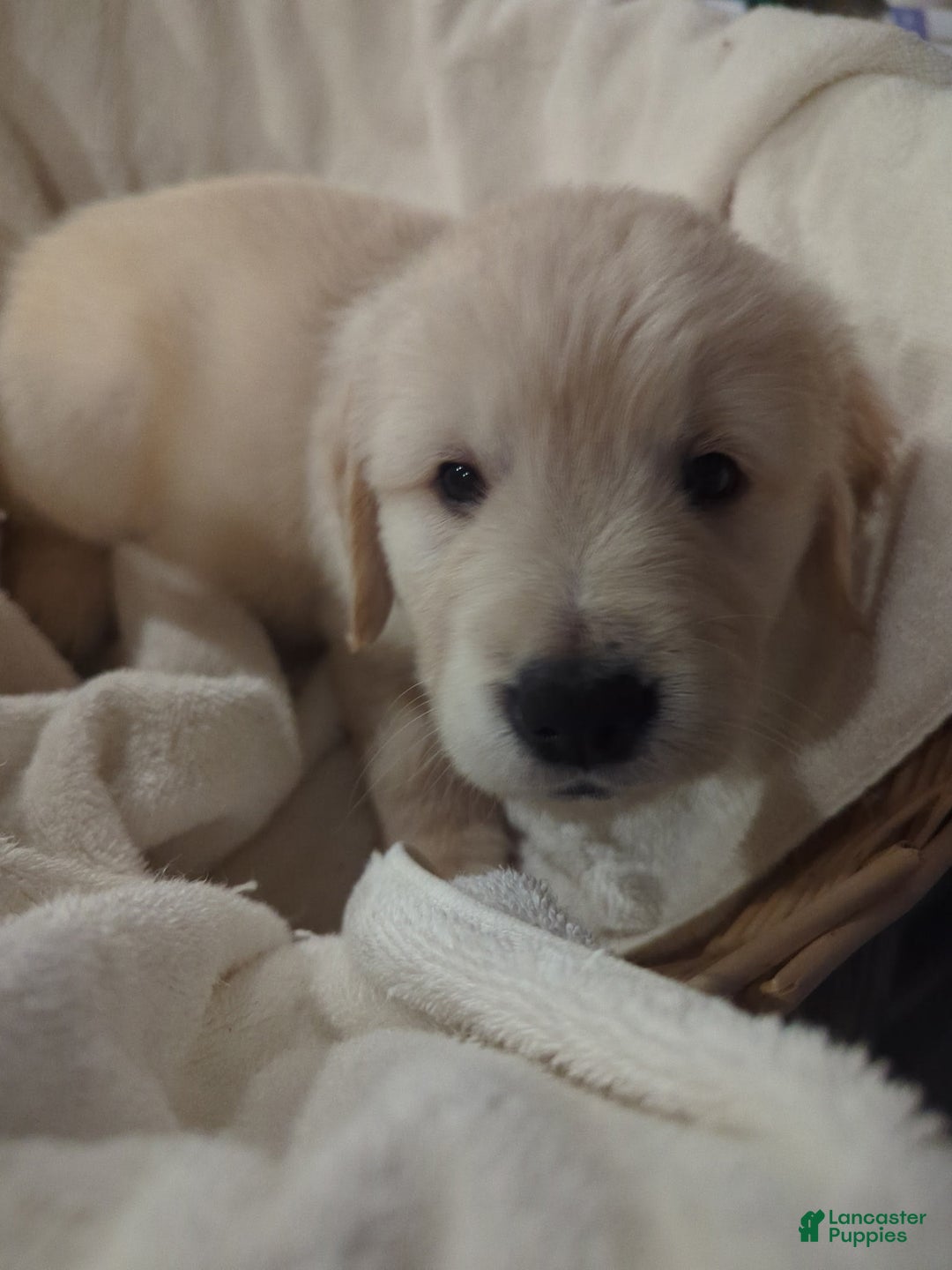 Golden Retriever dogs for sale: Charlie - Image 1