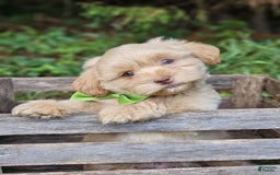 Maltipoo dogs for sale: Litter box trained - Image 4