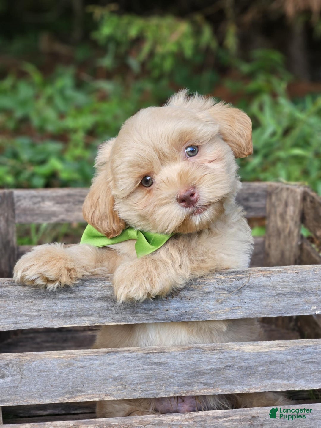 Maltipoo dogs for sale: Litter box trained - Image 4
