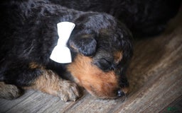 Airedale Terrier dogs for sale: Adella - Image 5