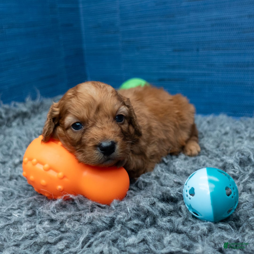 Cavapoo dogs for sale: Jacoby - Image 10