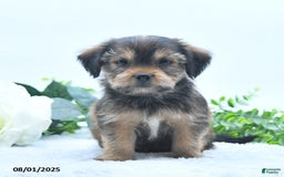 Shorkie dogs for sale: Landon - Image 3