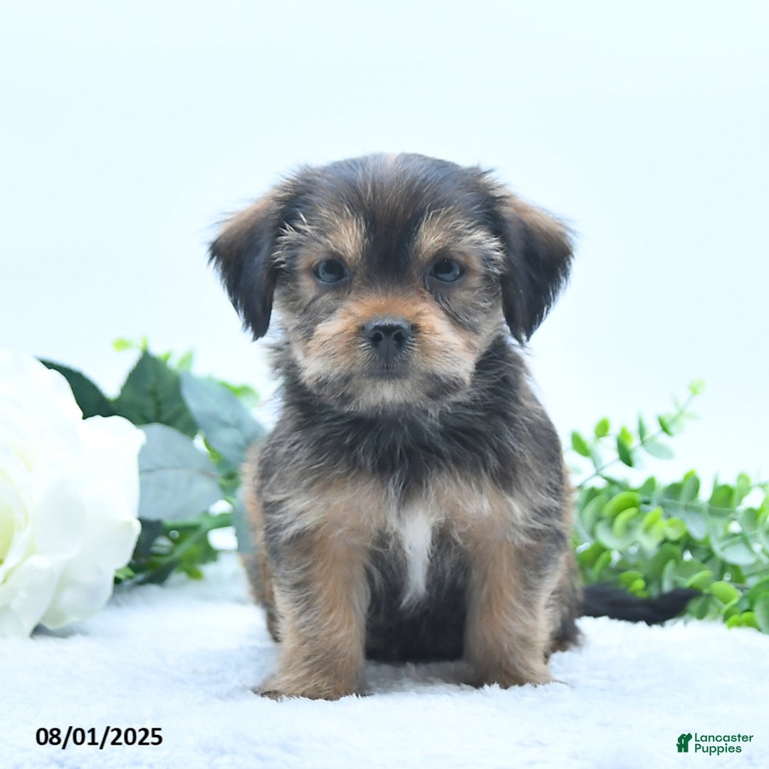 Shorkie dogs for sale: Landon - Image 3