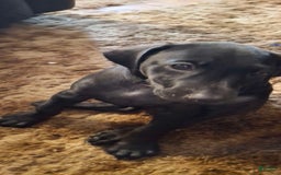 Doberman Pinscher dogs for sale: Ebony - Image 1
