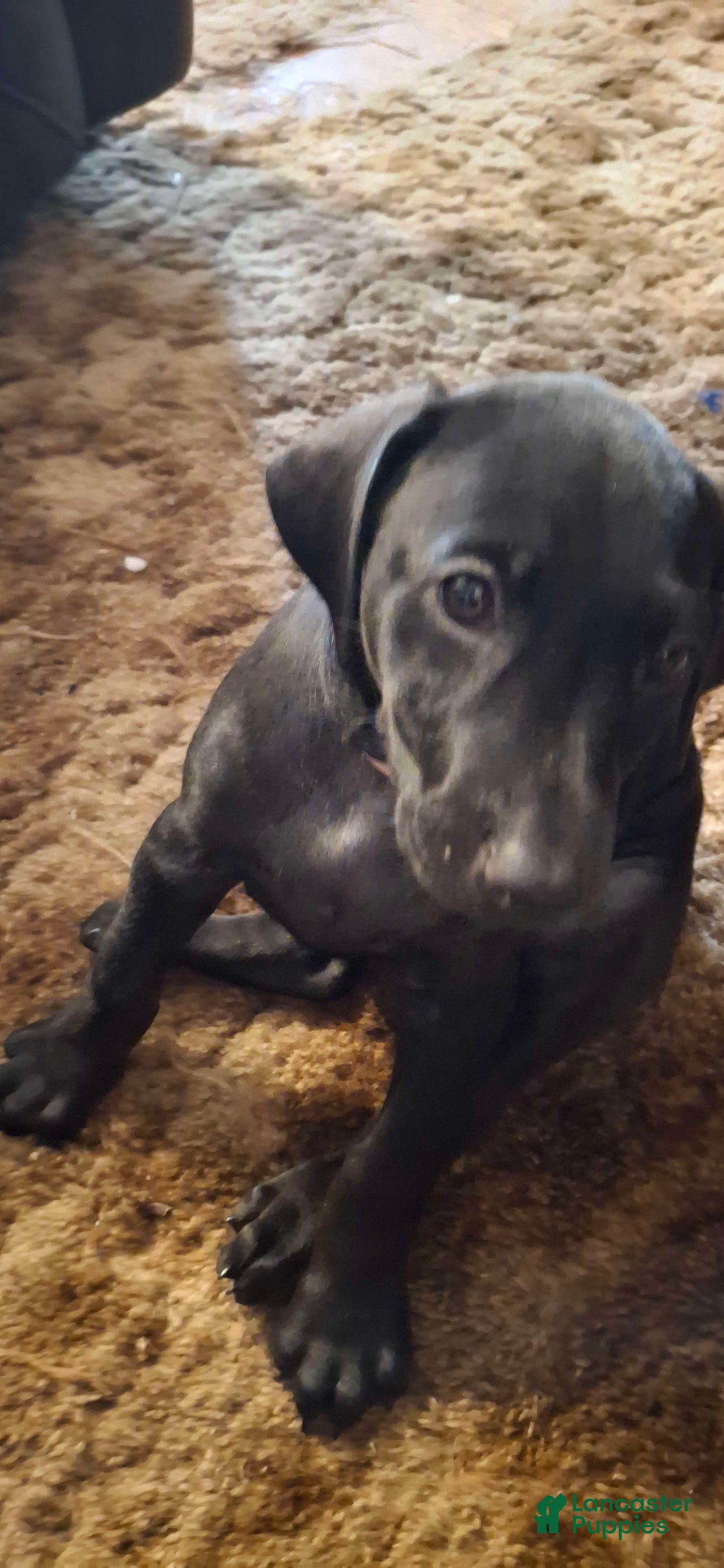 Doberman Pinscher dogs for sale: Ebony - Image 1
