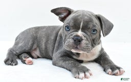 Frenchton dogs for sale: Baxter - Image 5