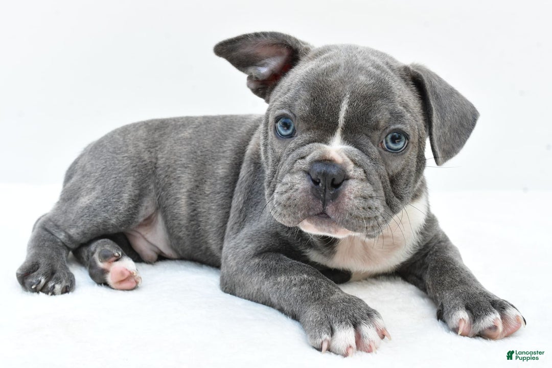 Frenchton dogs for sale: Baxter - Image 5